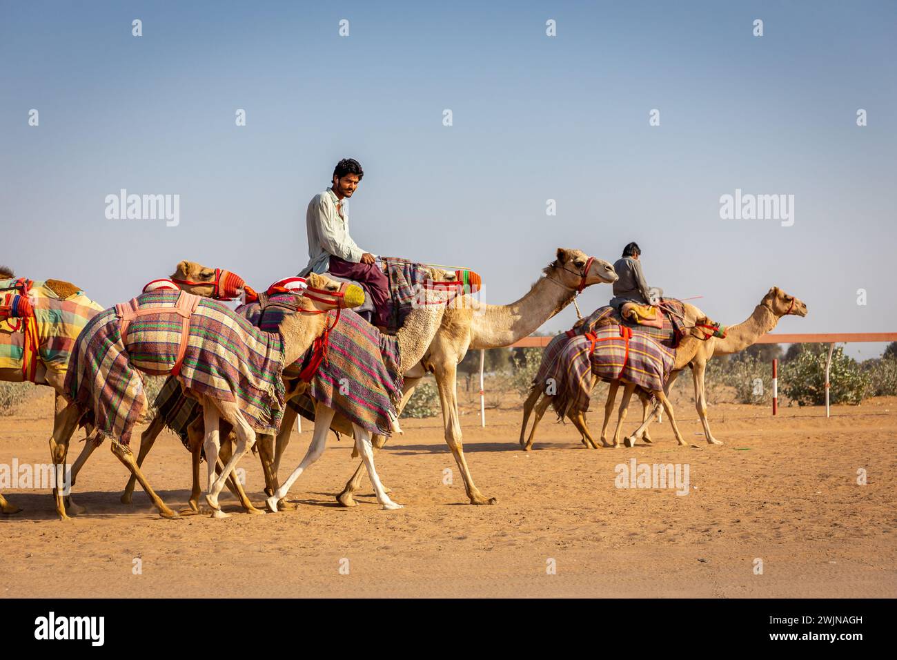 Al Digdaga, Emirati Arabi Uniti, 24.12.20. Un cameleer (gestore di cammelli) che guida e guida una carovana di cammelli colorati durante l'allenamento di gara sul Camel Race Track di United AR Foto Stock