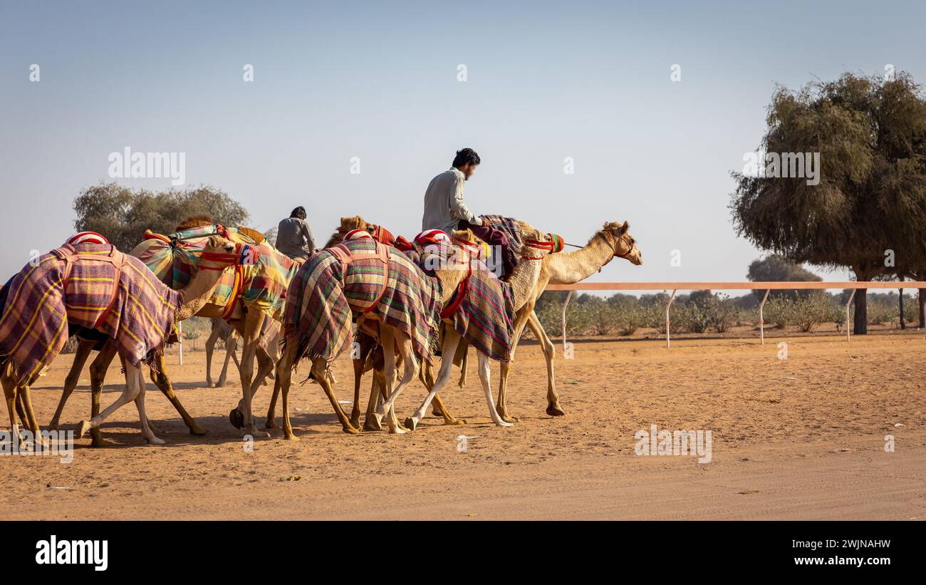 Un cameleer (gestore di cammelli) che guida e guida una carovana di cammelli colorata durante l'allenamento sul Camel Race Track negli Emirati Arabi Uniti. Foto Stock