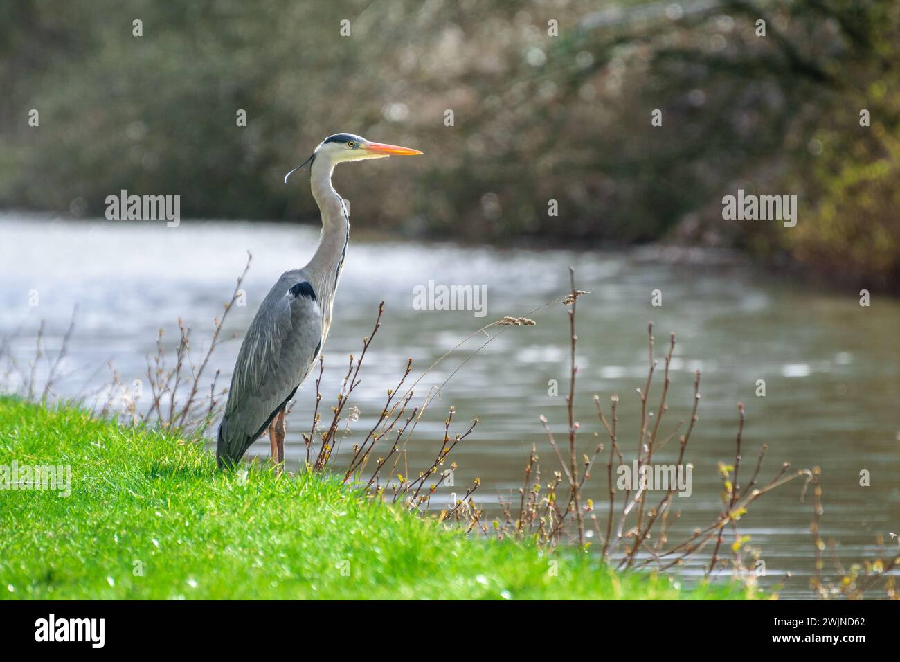 Uccello grigio di Heron che riposa sulla riva del fiume nelle soleggiate giornate estive Foto Stock