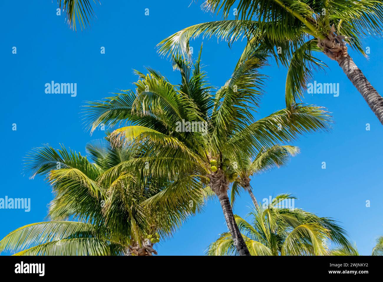 Stati Uniti. 3 febbraio 2024. Great Stirrup Cay mozzafiato: Acque smeraldo, spiagge incontaminate e vegetazione lussureggiante dipingono una scena da cartolina nelle idilliache Berry Islands delle Bahamas (immagine di credito: © Walter G Arce Sr Grindstone medi/ASP) SOLO PER USO EDITORIALE! Non per USO commerciale! Foto Stock