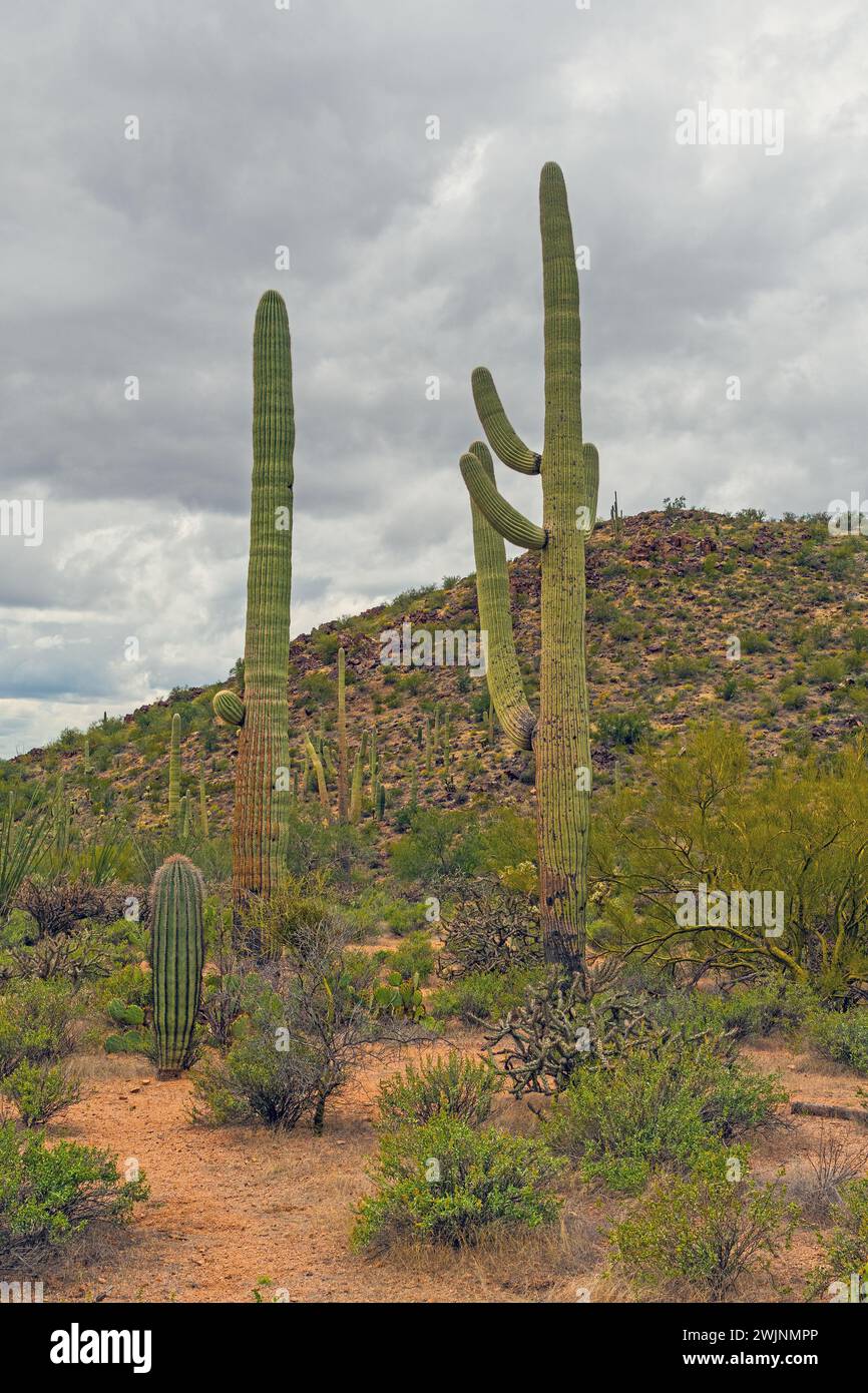 Giornata nuvolosa nelle Desert Hills nel Saguaro National Park vicino Tucson, Arizona Foto Stock