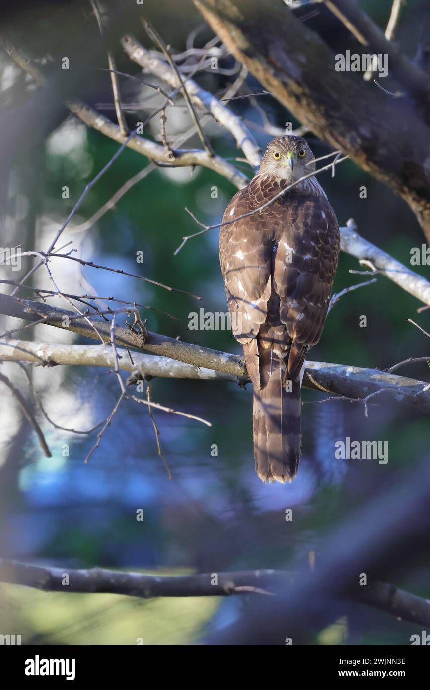 Uccello seduto su un sottile ramo d'albero Foto Stock