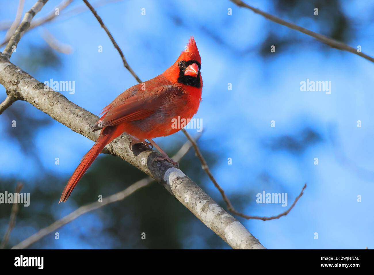 Uccello cardinale rosso seduto sul ramo dell'albero contro il cielo blu Foto Stock