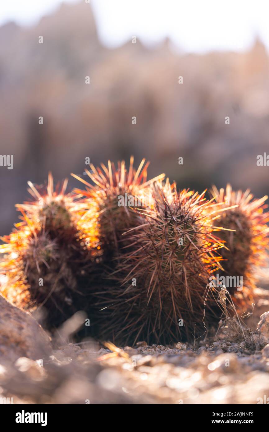 Un gruppo di piccoli cactus con spine affilate e foglie delicate che poggiano sul terreno Foto Stock