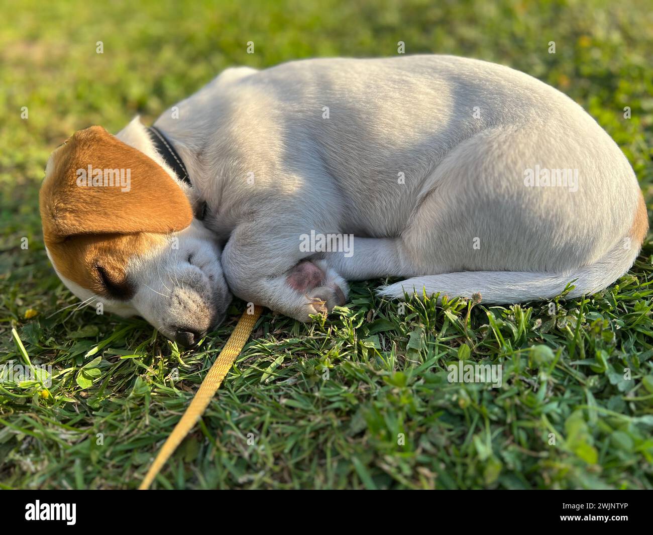 Un canino contenuto che poggia su un prato verde accanto al suo umano Foto Stock