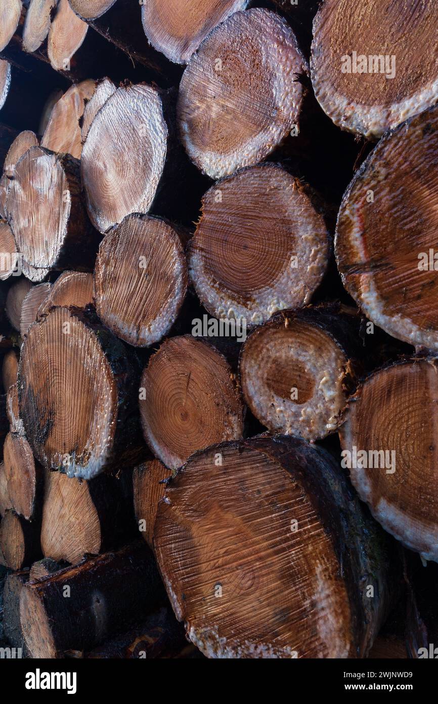 Gestione forestale nelle Highlands scozzesi in inverno Foto Stock