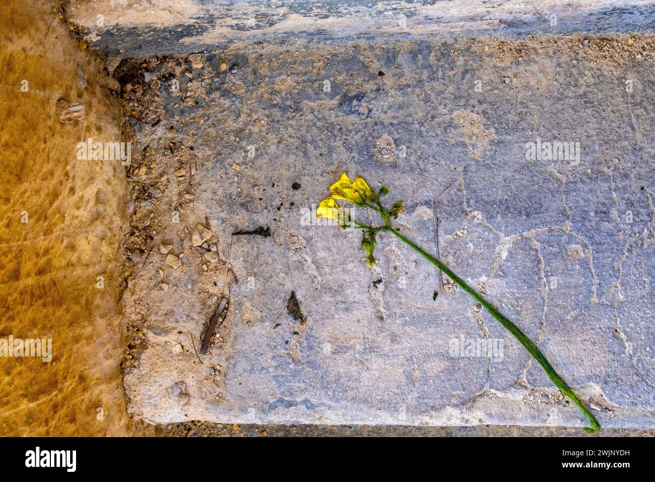 Un fiore giallo schiacciato su un gradino di pietra Foto Stock