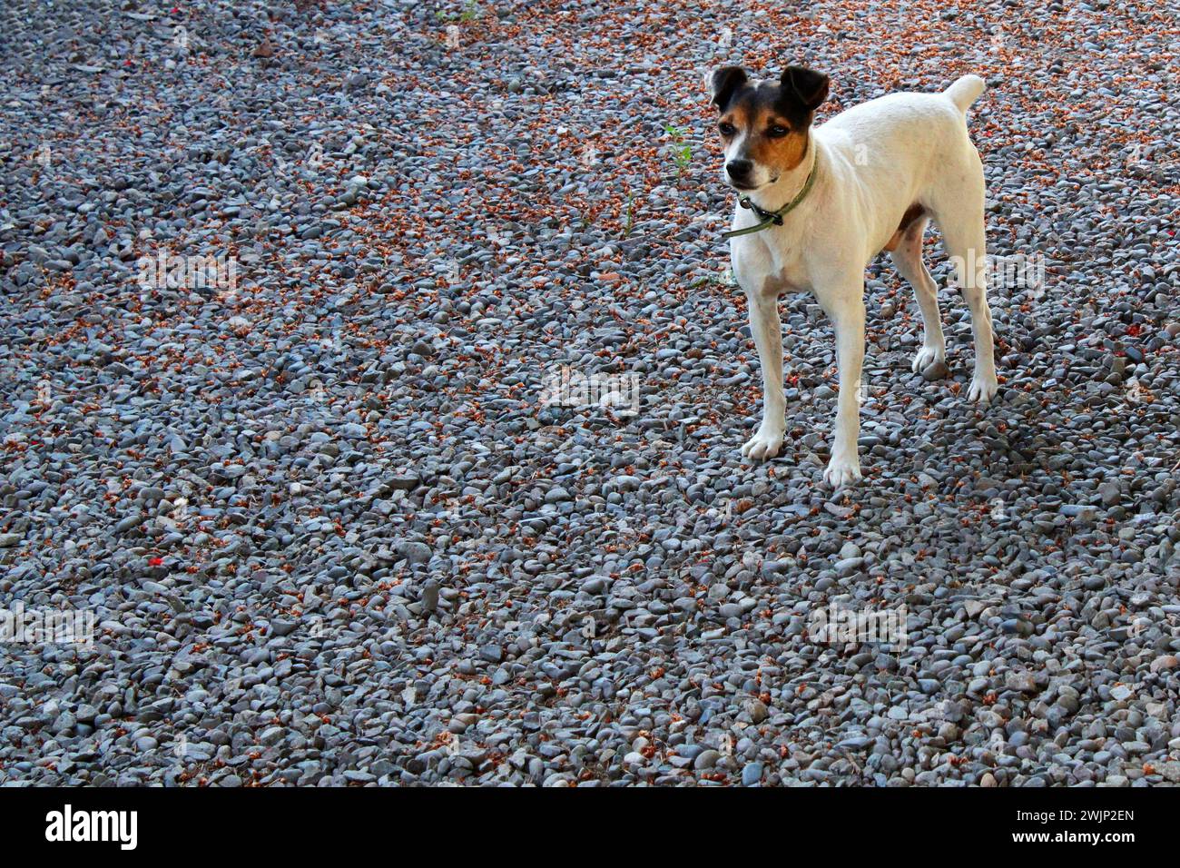 Jack Russel Terrier, cane adulto anziano Foto Stock