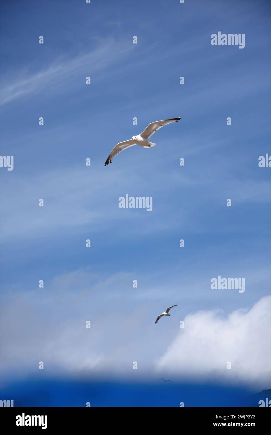 Gabbiani che volano in alto nel cielo estivo azzurro e luminoso in questo scenario di vacanza al mare britannico. Un vento è sfocato in primo piano Foto Stock