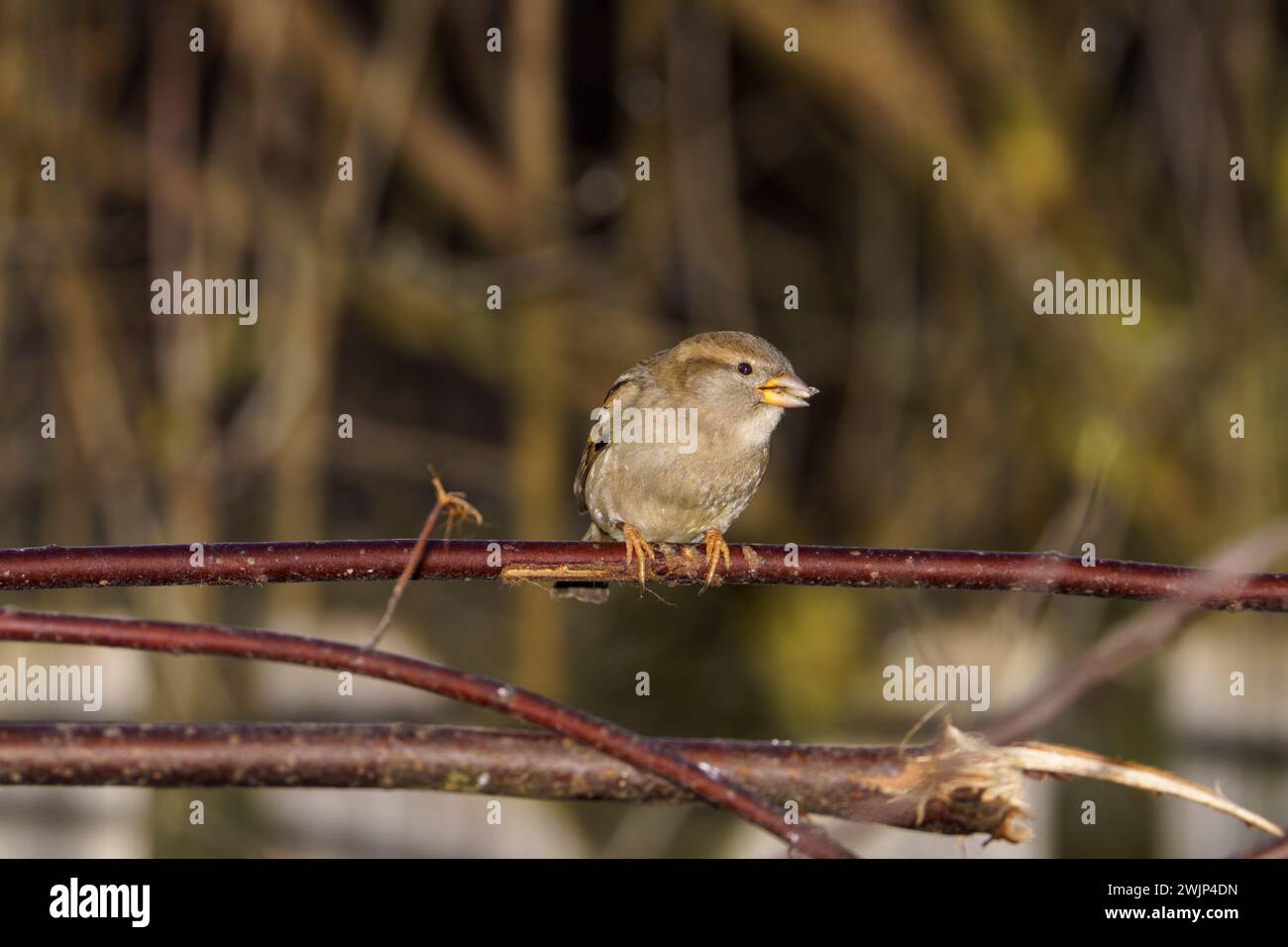 Passer domesticus famiglia Passeridae genere Passer Casa passero Fotografia di uccelli selvatici, foto, carta da parati Foto Stock