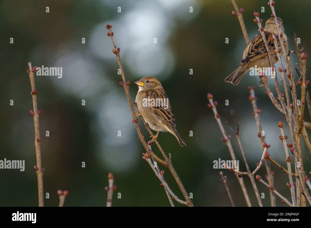 Passer domesticus famiglia Passeridae genere Passer Casa passero Fotografia di uccelli selvatici, foto, carta da parati Foto Stock