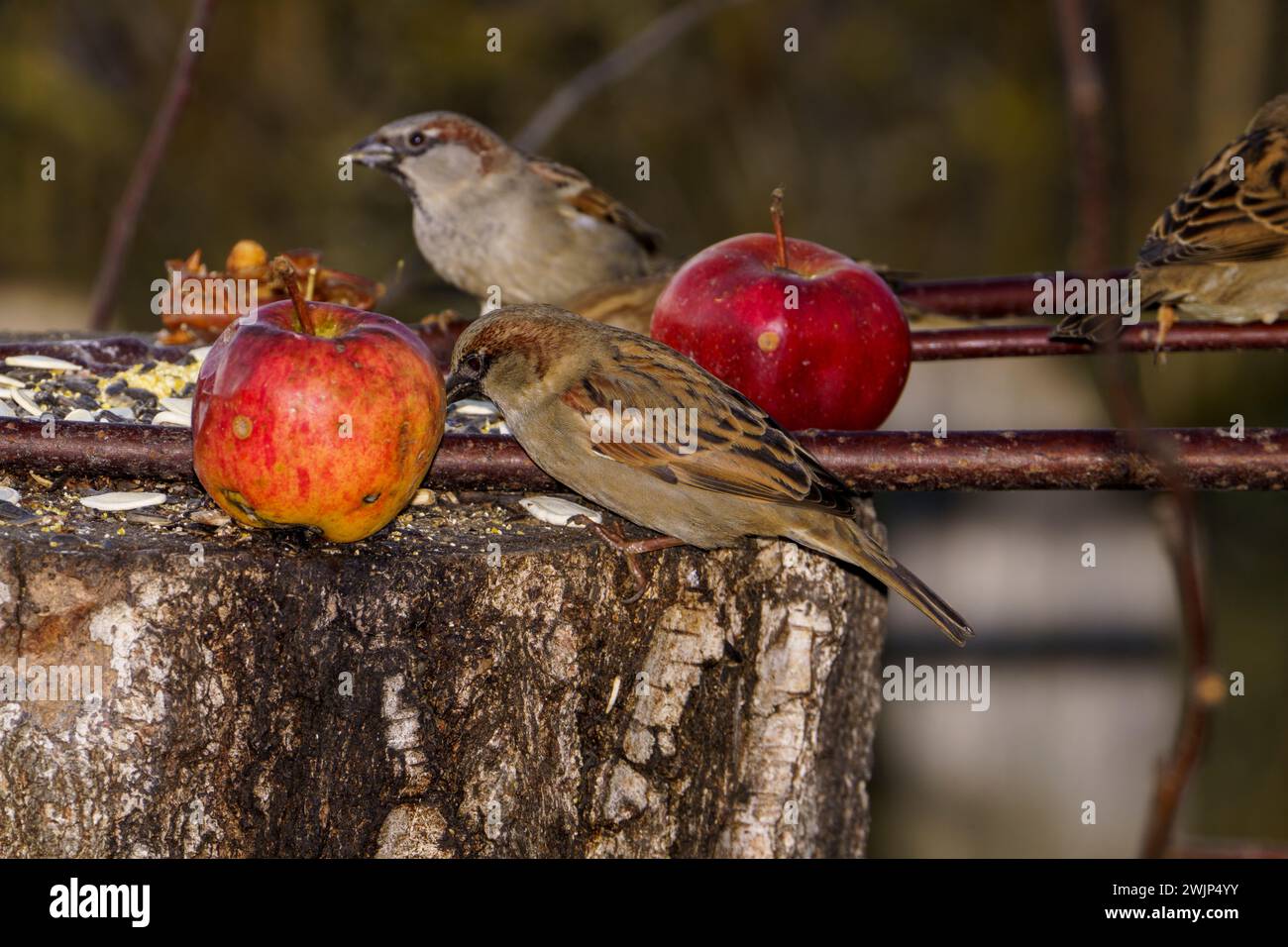 Passer domesticus famiglia Passeridae genere Passer Casa passero Fotografia di uccelli selvatici, foto, carta da parati Foto Stock