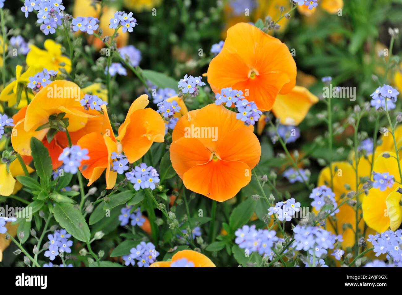 Pansy, pansia da giardino (Viola x wittrockiana F1 ibrido), fiori, Lindau, Baden-Wuerttemberg, Germania Foto Stock