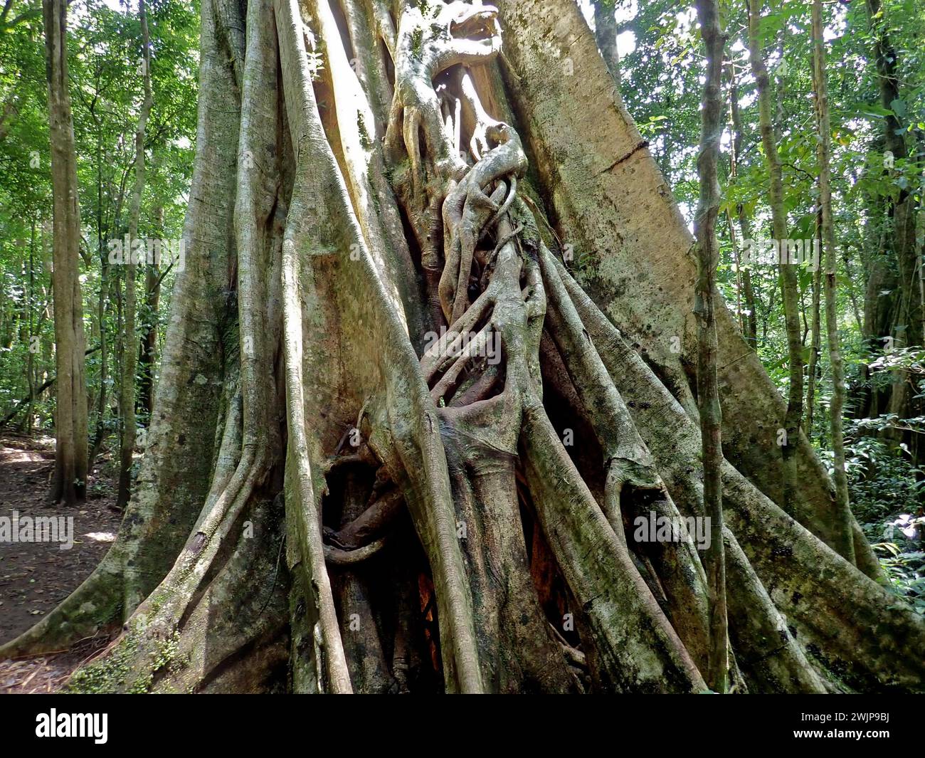 Fico straniero (Ficus aurea), foresta nebulizzata di Monteverde, Costa Rica, America centrale Foto Stock