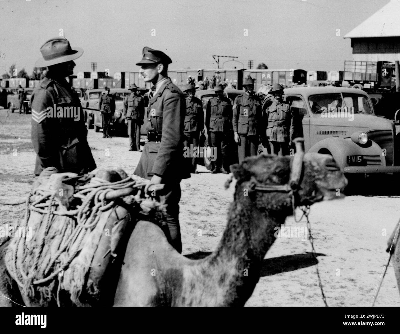 Sergente J. Phillips, (corpo di servizio dell'esercito) con un convoglio di camion per i campi australiani. 1° gennaio 1940. Foto Stock