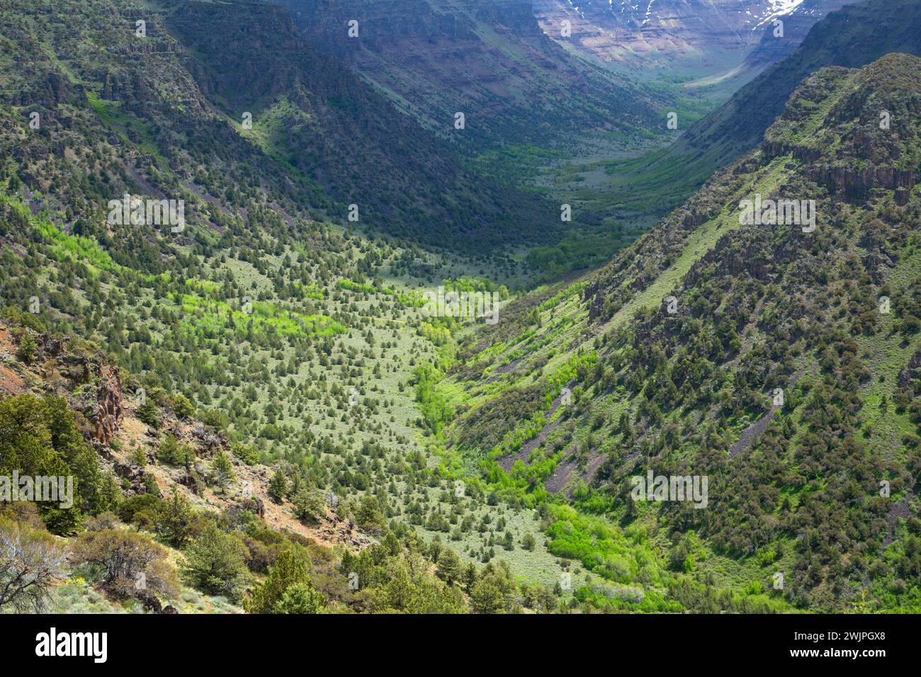 Grande Gola indiano, Steens Mountain gestione di cooperative e di area di protezione, Steens Mountain Backcountry Byway, Oregon Foto Stock