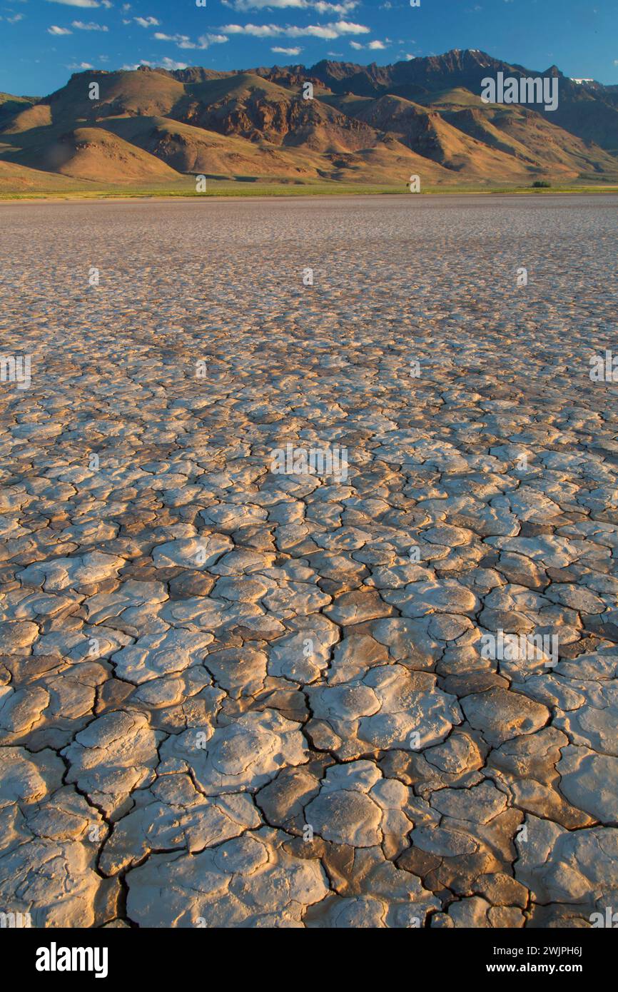 Mudcracks, Alvord Deserto Deserto area studio, Est Steens giro percorso, Ustioni District Bureau of Land Management, Oregon Foto Stock