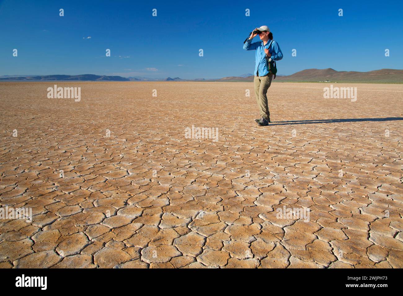 Birding, Alvord Deserto Deserto area studio, Est Steens giro percorso, Ustioni District Bureau of Land Management, Oregon Foto Stock