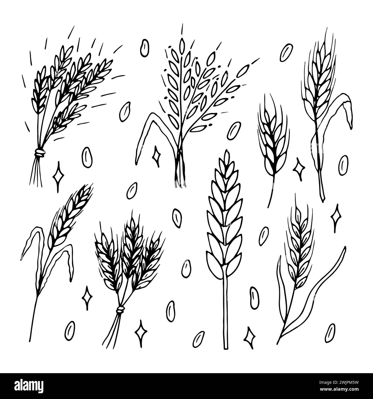 Set di orecchie di grano trafilate a mano. Spikelets per cereali. Doodle, sketch. Elementi di design per prodotti da forno. Illustrazione vettoriale Illustrazione Vettoriale