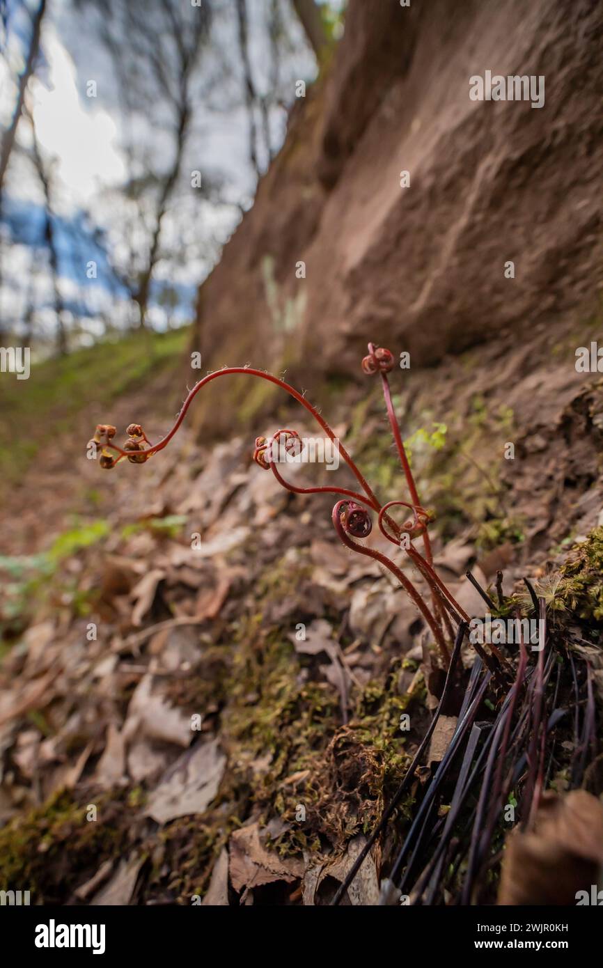 Felci con le loro teste di cavallo che emergono lungo una scogliera nel Ledges State Park vicino a Boone, Iowa, Stati Uniti Foto Stock