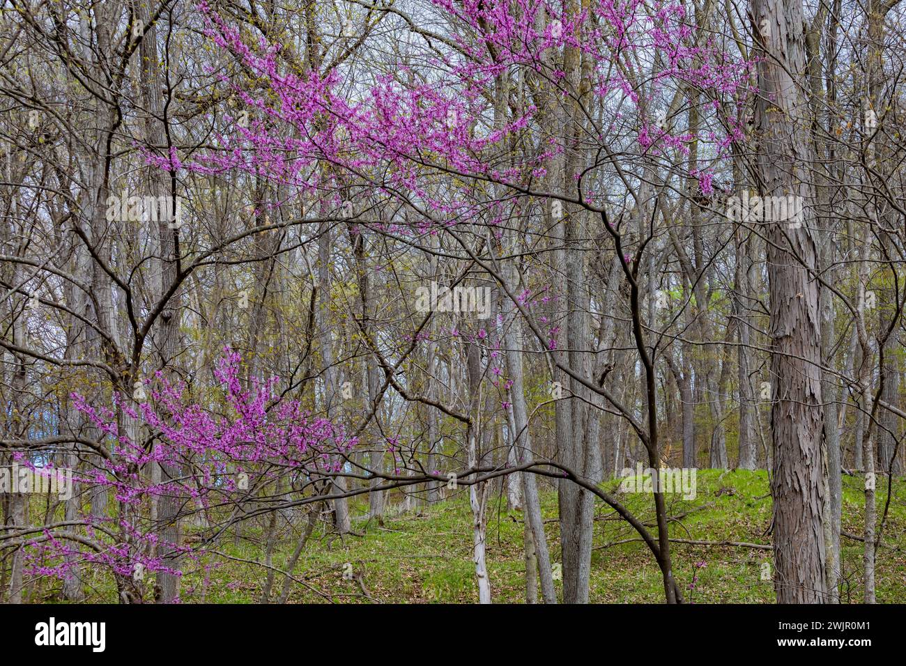 Redbud orientale, Cercis canadensis, fiorito nella foresta del Ledges State Park vicino a Boone, Iowa, Stati Uniti Foto Stock