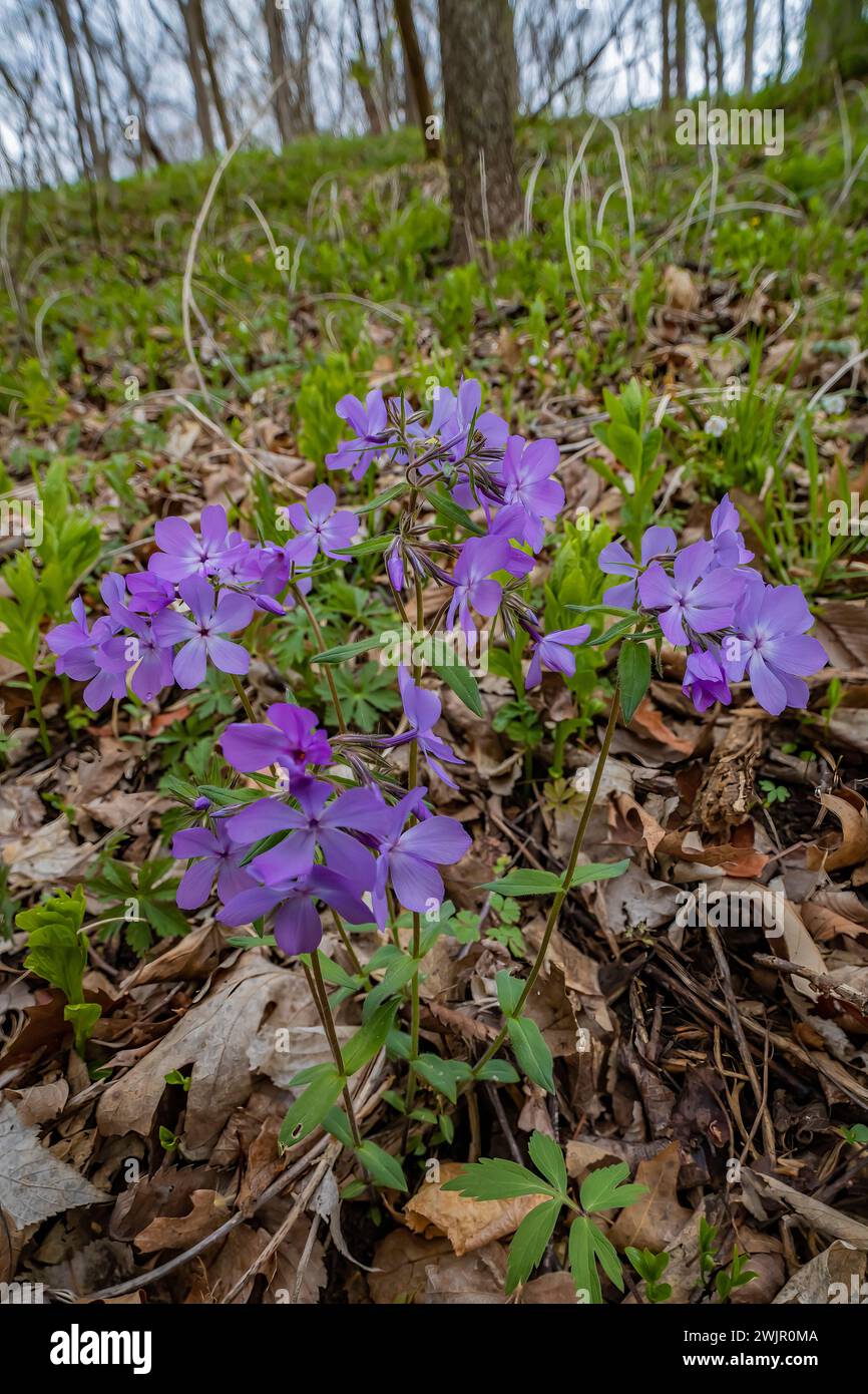 Wild Blue Phlox, Phlox divaricata, fioritura nel Ledges State Park vicino a Boone, Iowa, Stati Uniti Foto Stock