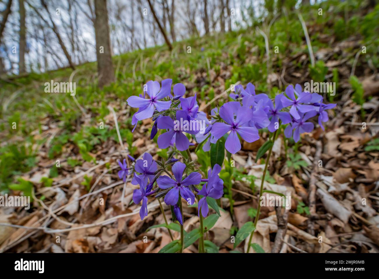 Wild Blue Phlox, Phlox divaricata, fioritura nel Ledges State Park vicino a Boone, Iowa, Stati Uniti Foto Stock