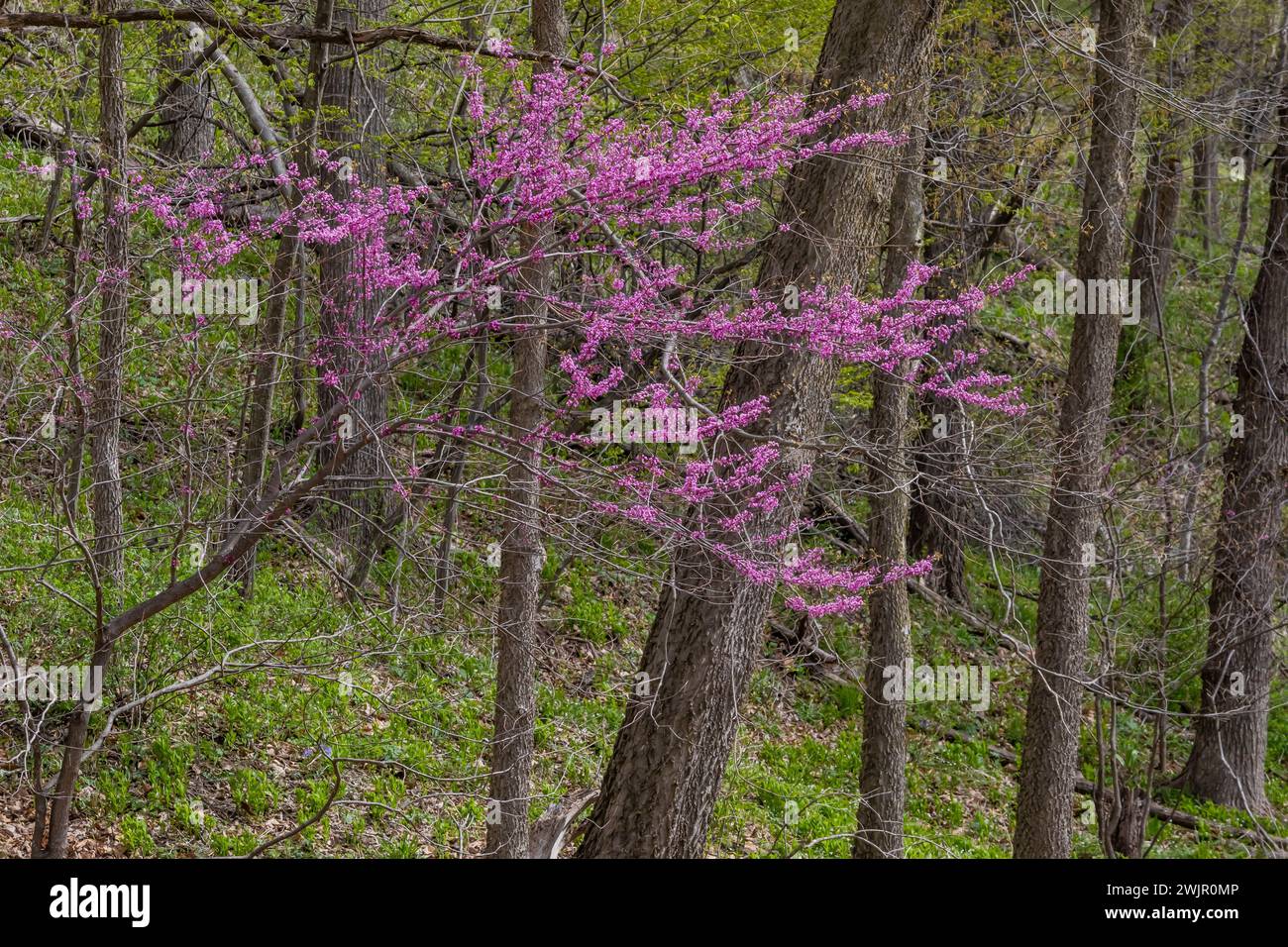 Redbud orientale, Cercis canadensis, fiorito nella foresta del Ledges State Park vicino a Boone, Iowa, Stati Uniti Foto Stock