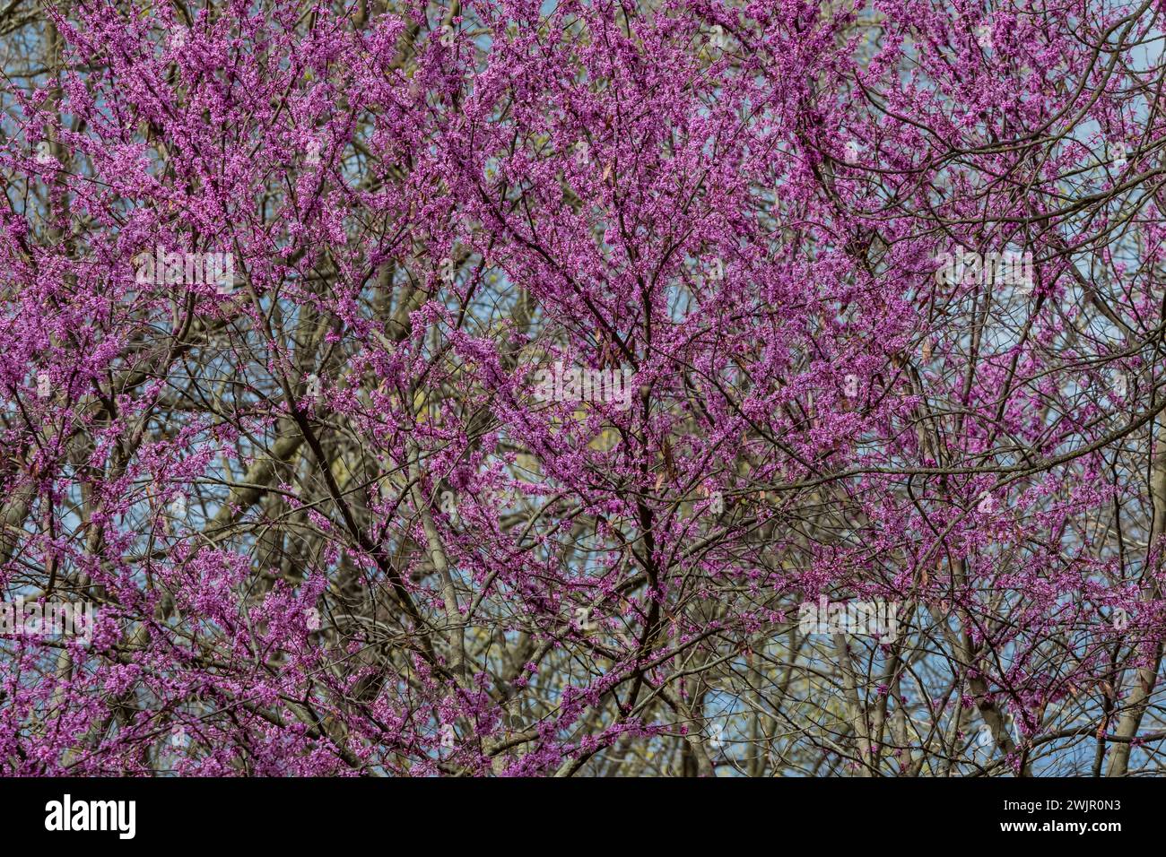 Redbud orientale, Cercis canadensis, fiorito nella foresta del Ledges State Park vicino a Boone, Iowa, Stati Uniti Foto Stock