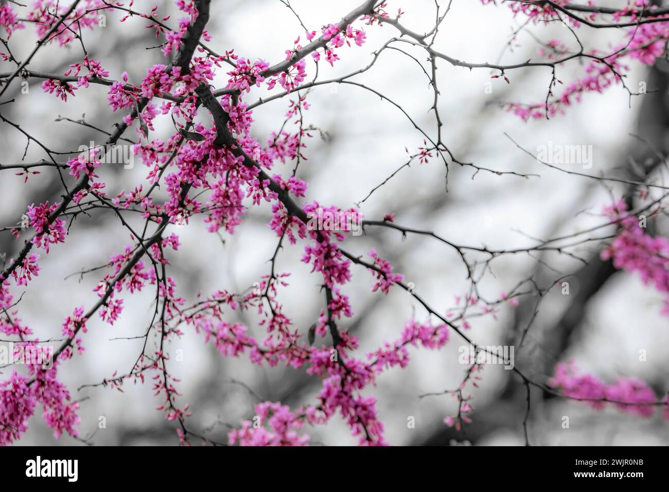 Redbud orientale, Cercis canadensis, fiorito nella foresta del Ledges State Park vicino a Boone, Iowa, Stati Uniti Foto Stock