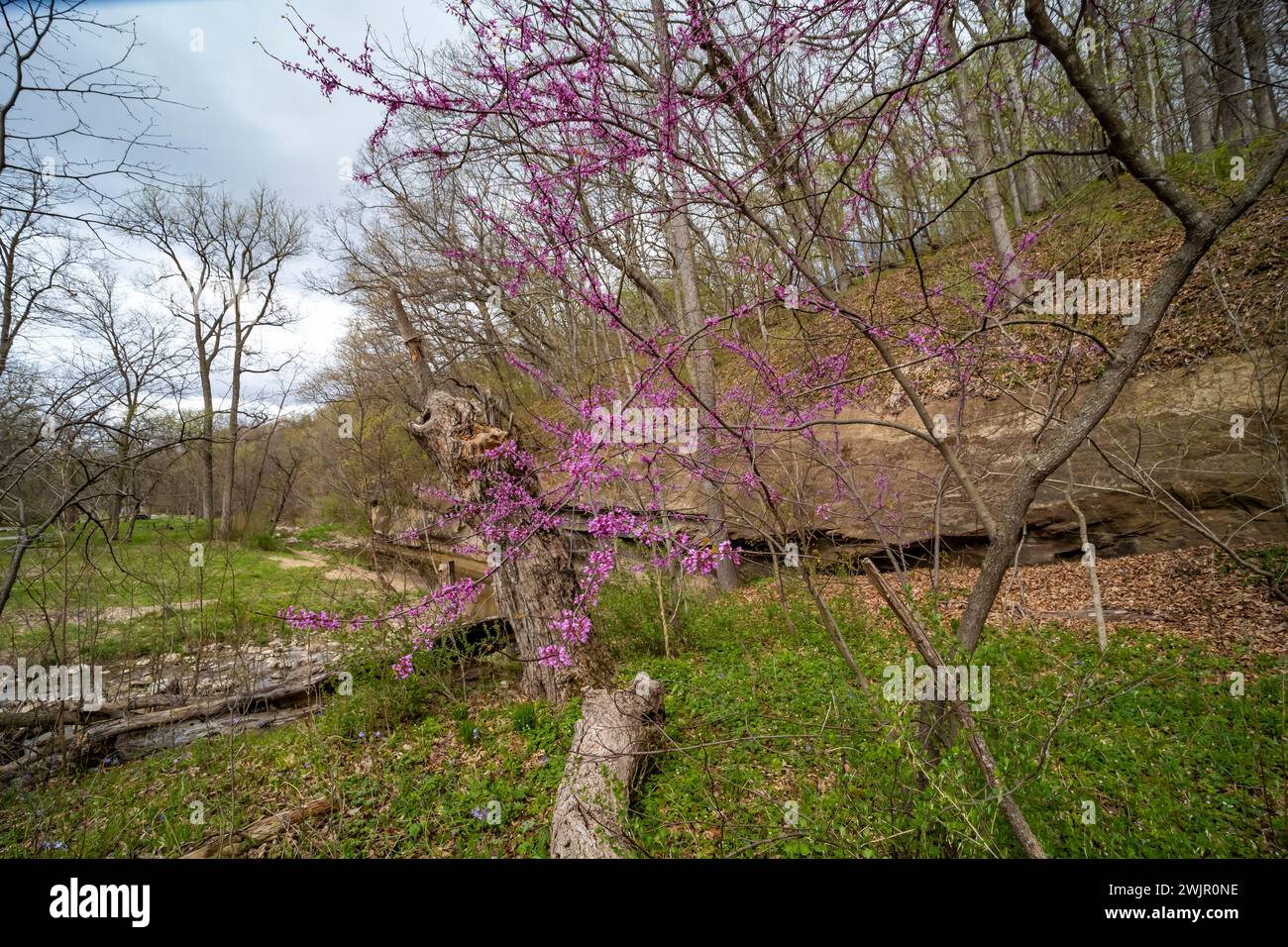Redbud orientale, Cercis canadensis, fiorito nella foresta del Ledges State Park vicino a Boone, Iowa, Stati Uniti Foto Stock