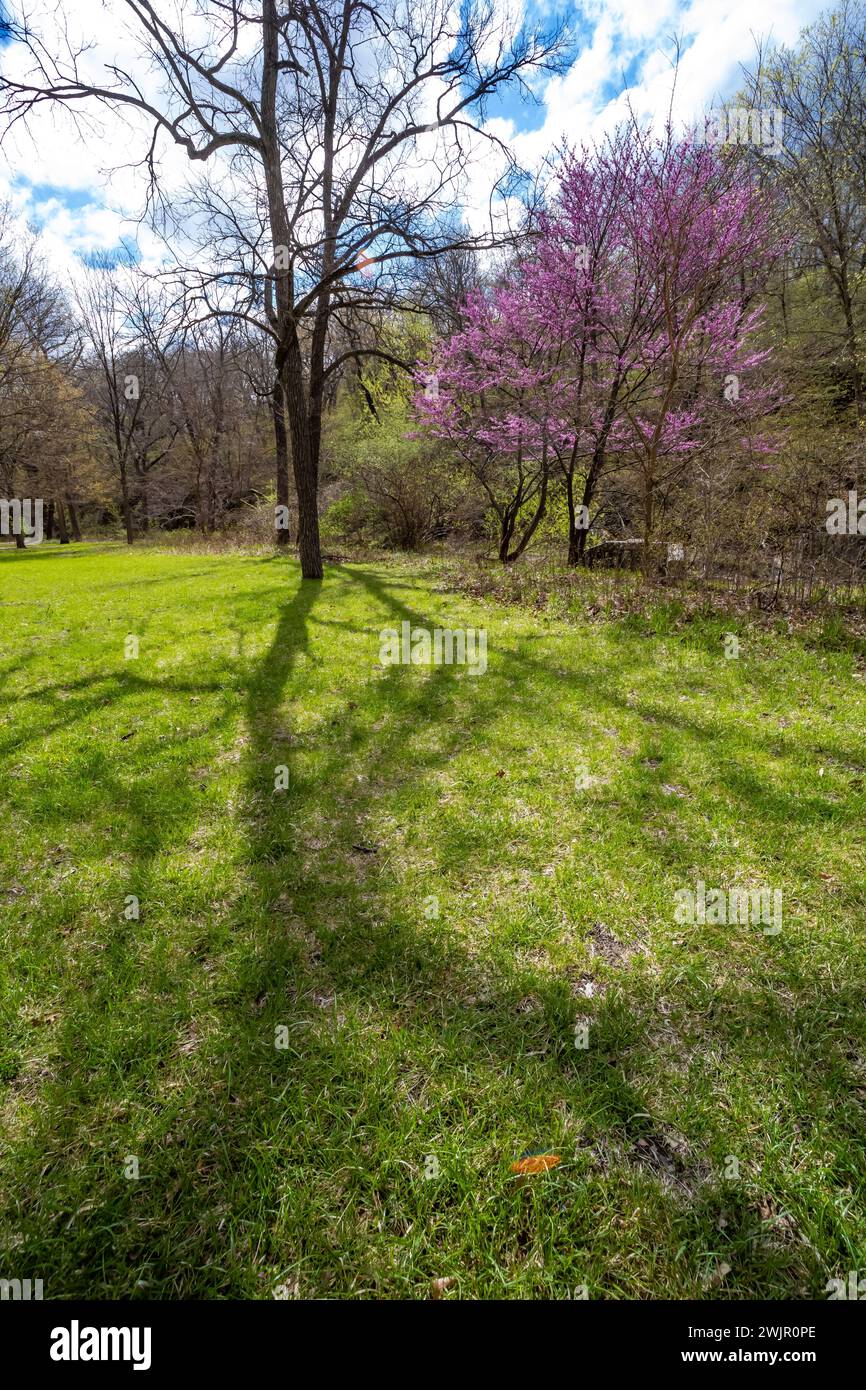 Redbud orientale, Cercis canadensis, fiorito nella foresta del Ledges State Park vicino a Boone, Iowa, Stati Uniti Foto Stock