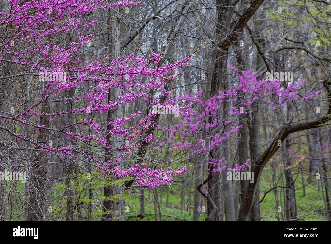 Redbud orientale, Cercis canadensis, fiorito nella foresta del Bridges State Park vicino a Boone, Iowa, Stati Uniti Foto Stock