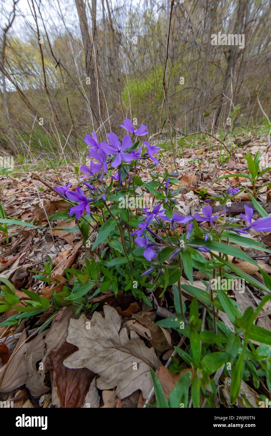 Wild Blue Phlox, Phlox divaricata, fioritura nel Ledges State Park vicino a Boone, Iowa, Stati Uniti Foto Stock