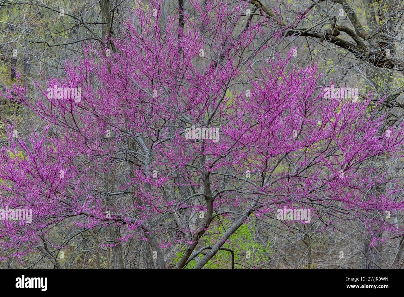 Redbud orientale, Cercis canadensis, fiorito nella foresta del Ledges State Park vicino a Boone, Iowa, Stati Uniti Foto Stock