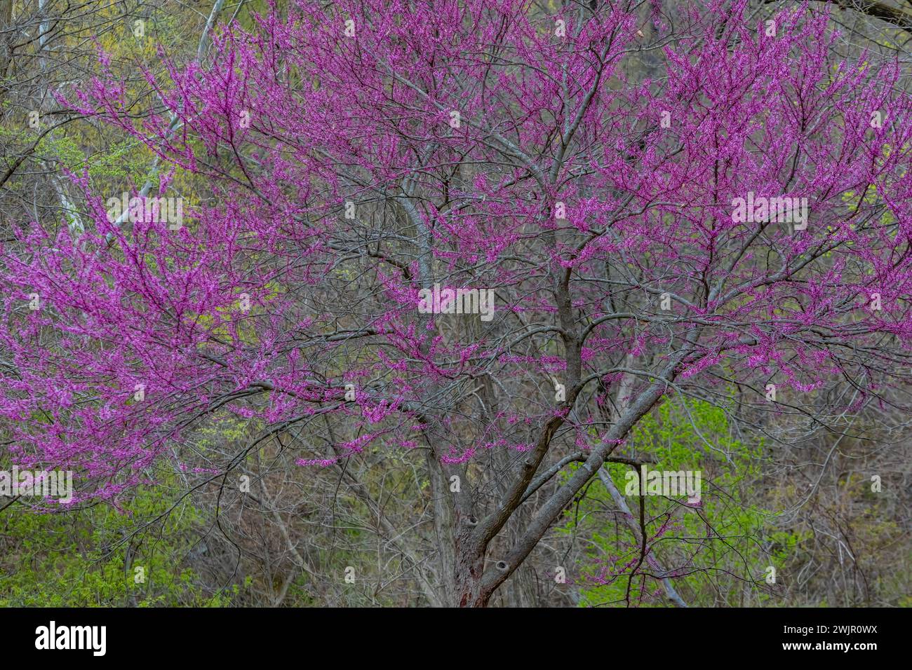 Redbud orientale, Cercis canadensis, fiorito nella foresta del Ledges State Park vicino a Boone, Iowa, Stati Uniti Foto Stock