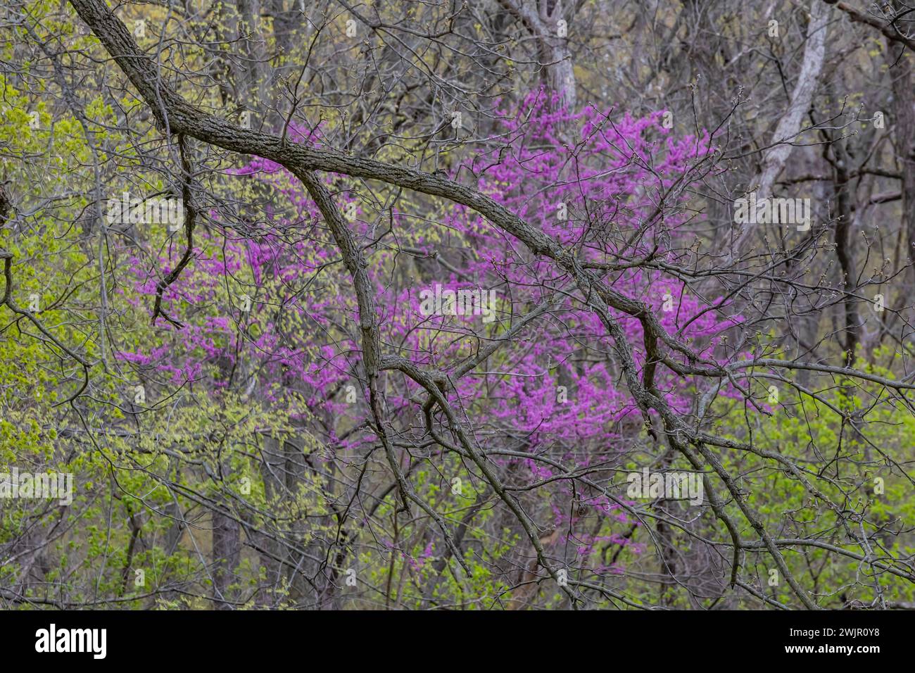 Redbud orientale, Cercis canadensis, fiorito nella foresta del Ledges State Park vicino a Boone, Iowa, Stati Uniti Foto Stock