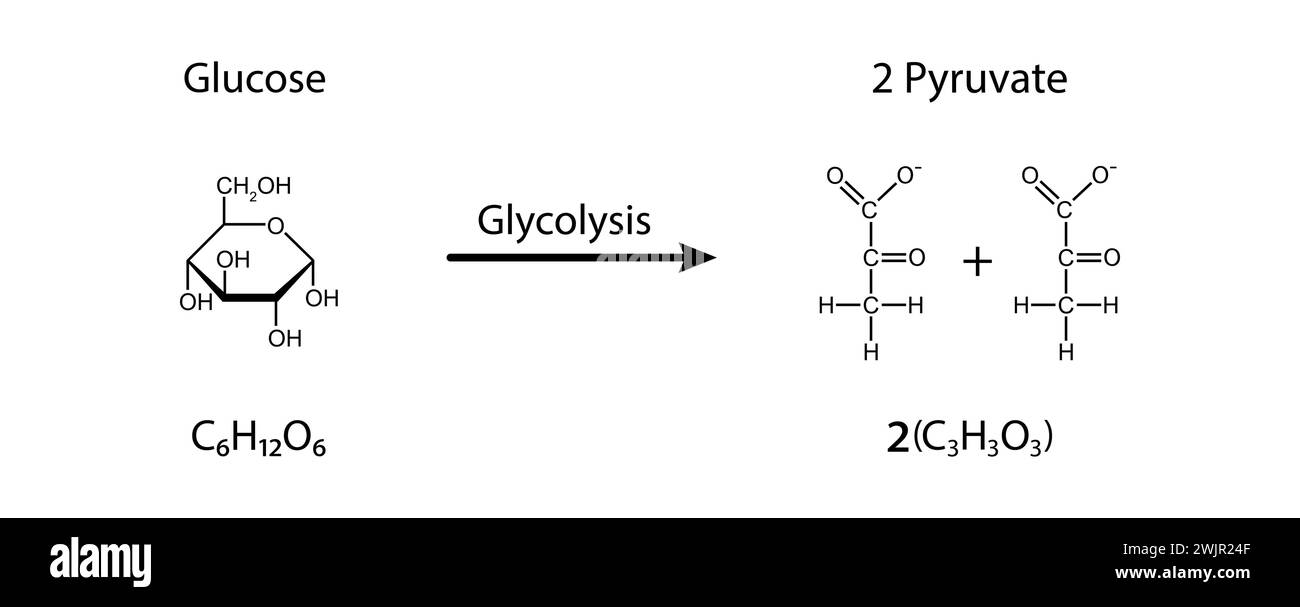 Glicolisi, illustrazione Foto Stock