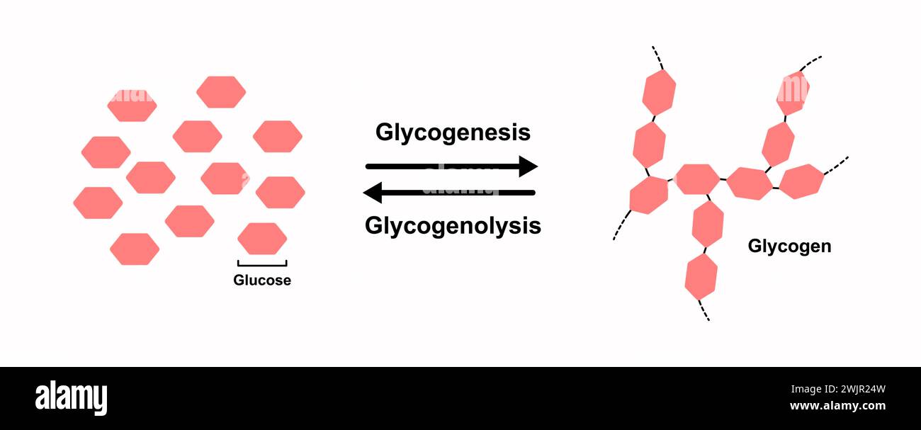 Glicogenesi e glicogenolisi, illustrazione Foto Stock