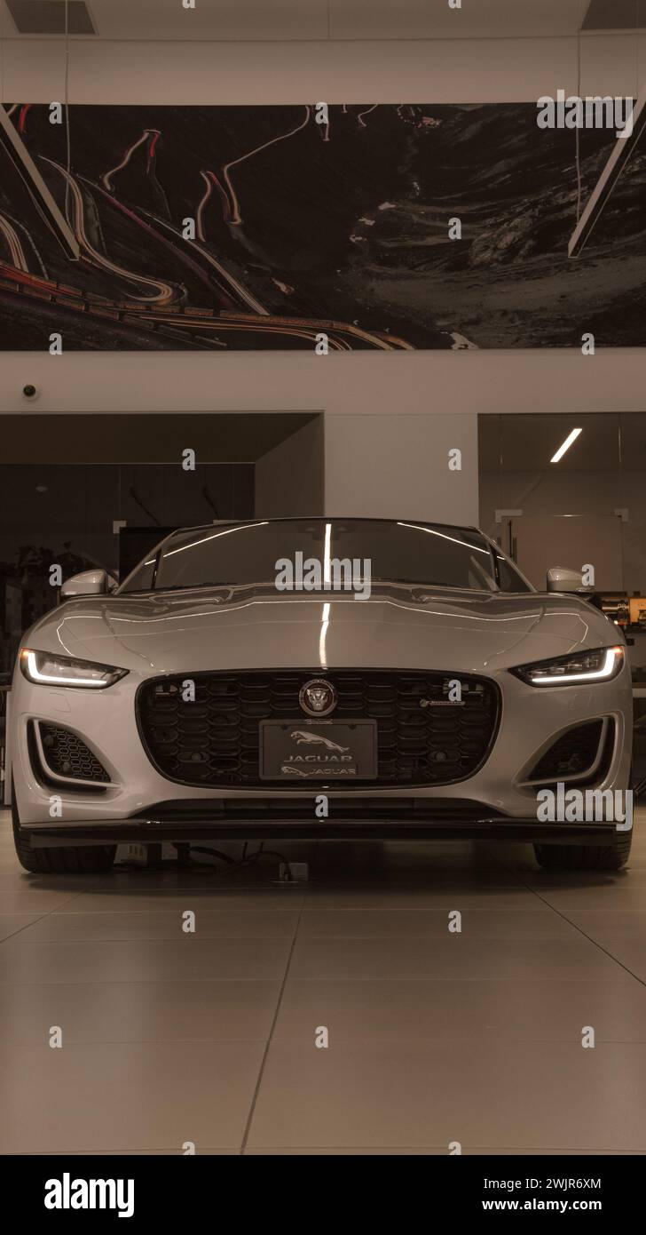 Jaguar Foto Stock