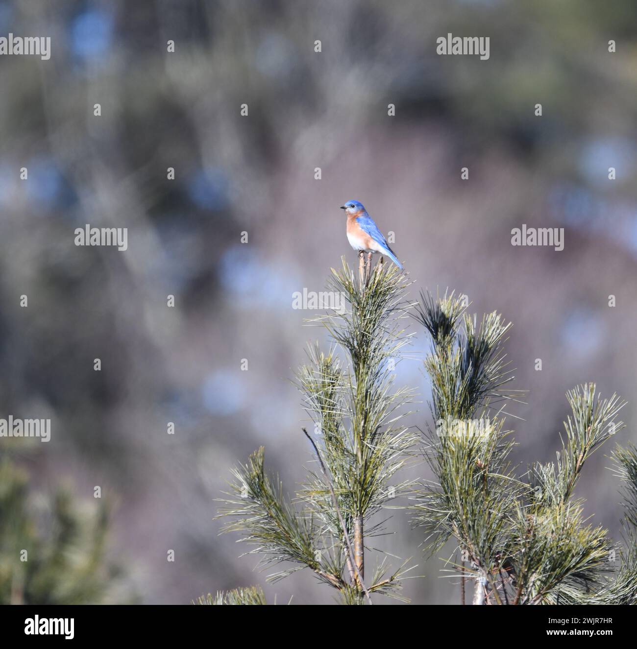 Eastern Bluebird arroccato sulla cima di un pino nel New England Foto Stock