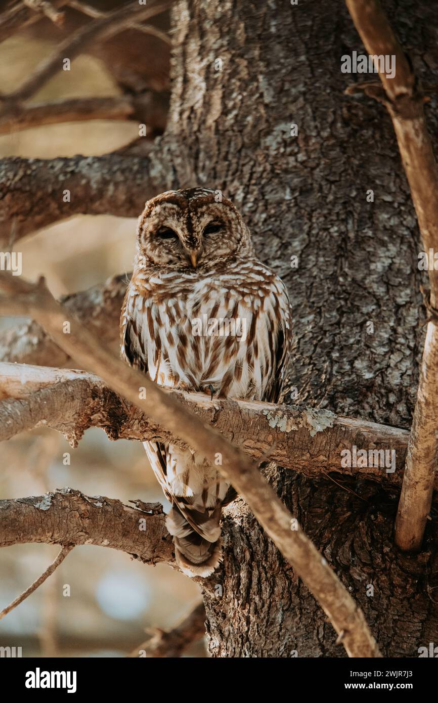 Barred Owl arroccato in un albero nel New England Foto Stock