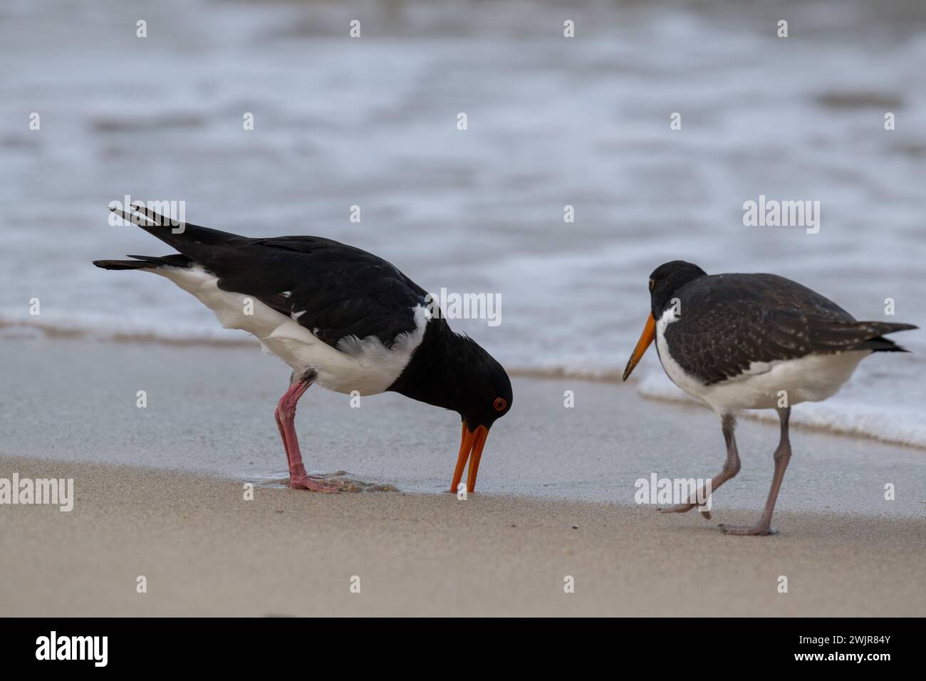 Due energici cacciatori di ostriche esplorano la sabbia per cercare un mollusco lungo la costa di Northern Beaches a Cairns, Queensland, Australia. Foto Stock