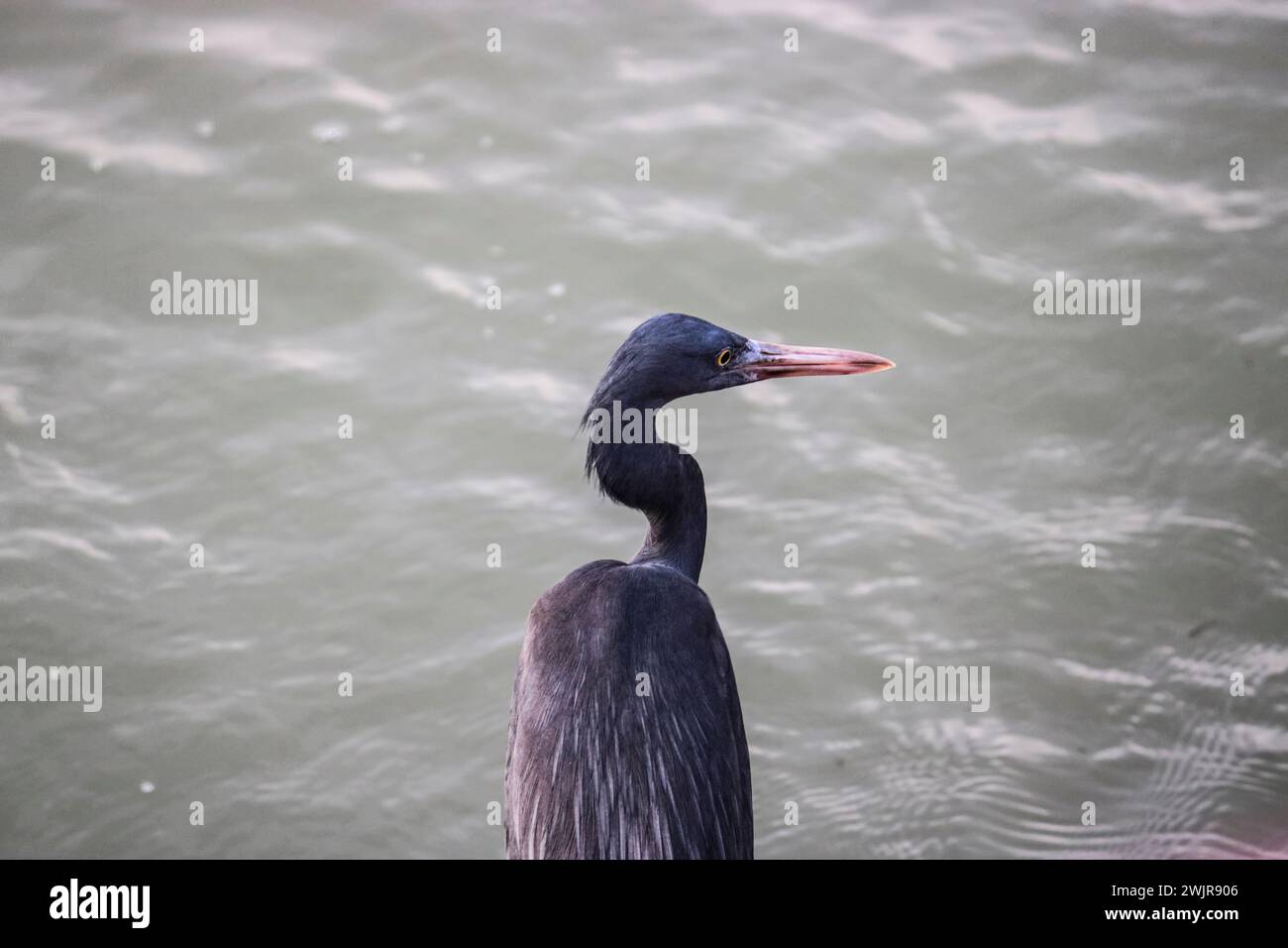 Airone di barriera orientale (Egretta sacra), morfo scuro, primo piano contro il mare. Foto Stock