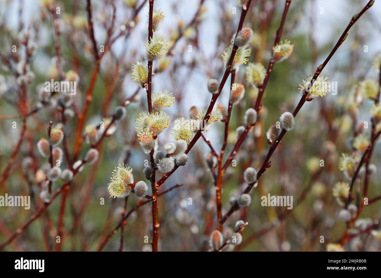 Catkins - Canada Foto Stock