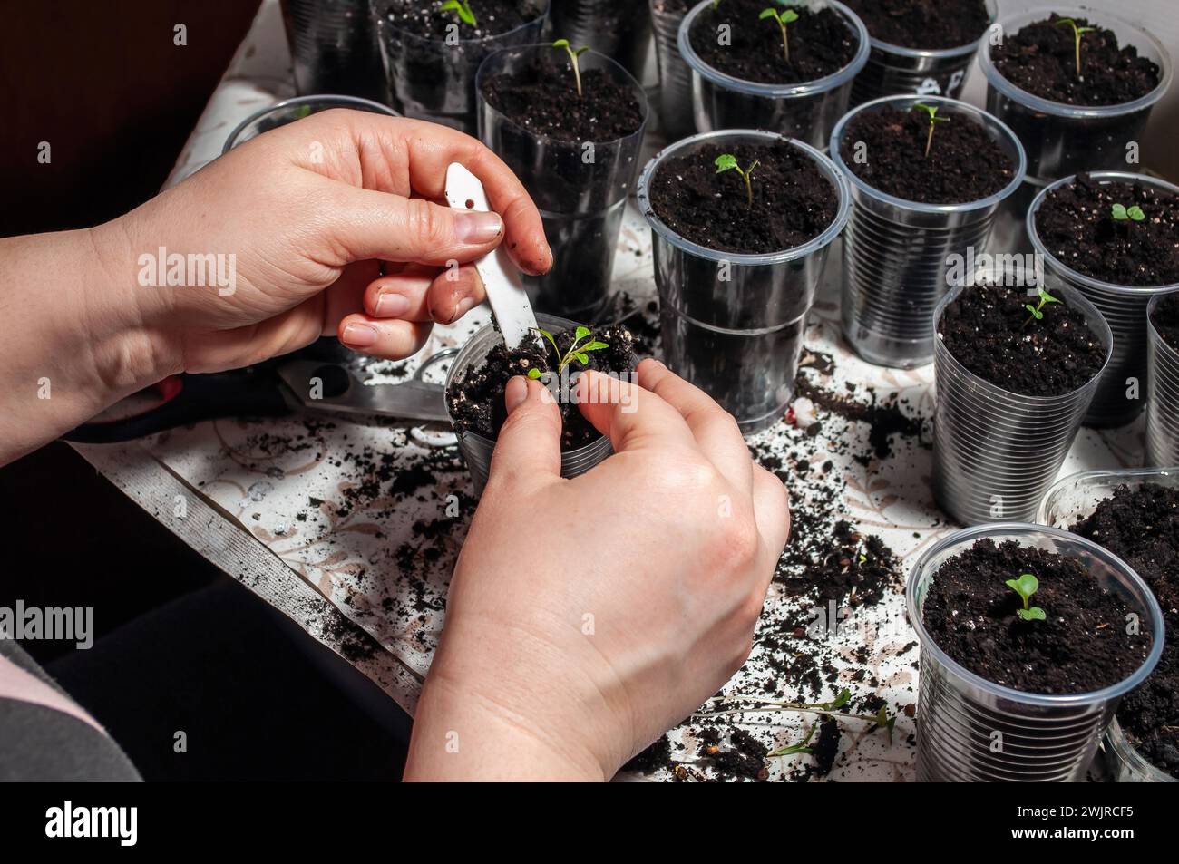 Una persona sta mettendo attivamente piantine di agro in tazze di plastica, concentrandosi su attività pratiche di giardinaggio. Foto Stock