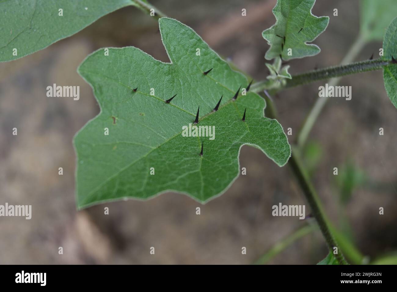 Vista ad alto angolo di una foglia di melanzana (Solanum melongena) con spine sulla superficie della foglia Foto Stock