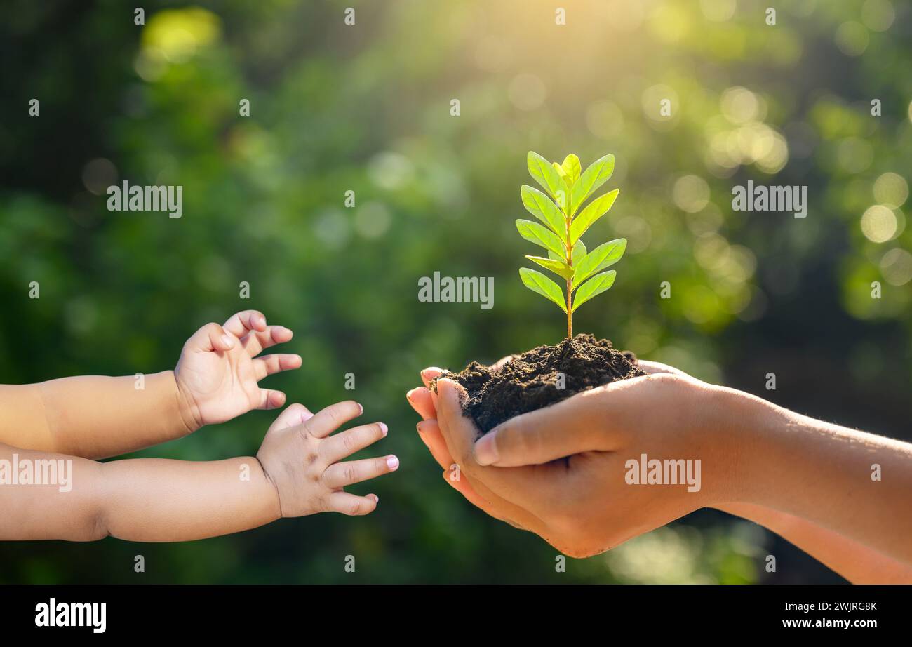 Nelle mani di alberi che crescono i semenzali. Bokeh sfondo verde femmina lato albero di trattenimento sul campo di natura foresta di erba concetto di conservazione Foto Stock