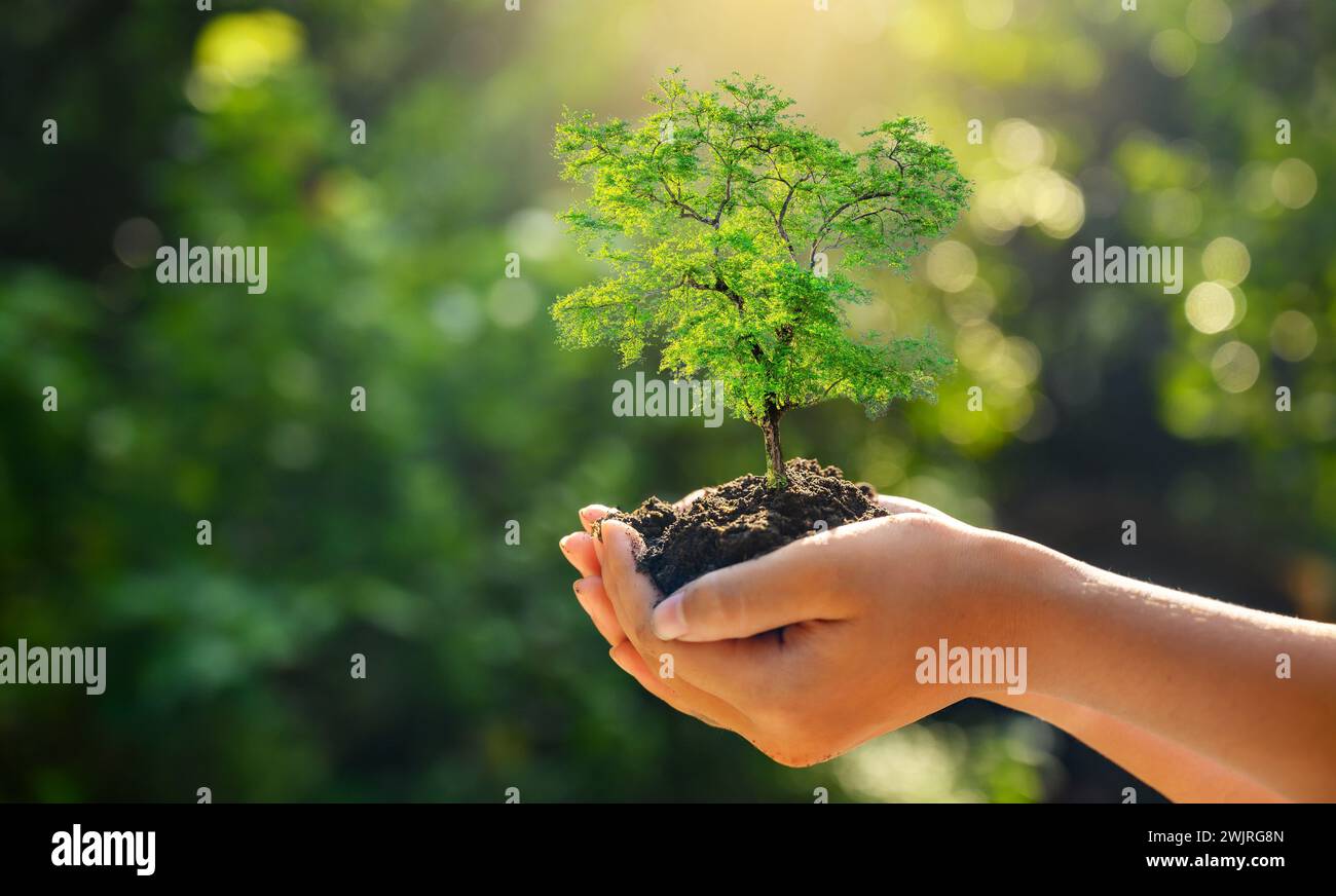 Nelle mani di alberi che crescono i semenzali. Bokeh sfondo verde femmina lato albero di trattenimento sul campo di natura foresta di erba concetto di conservazione Foto Stock
