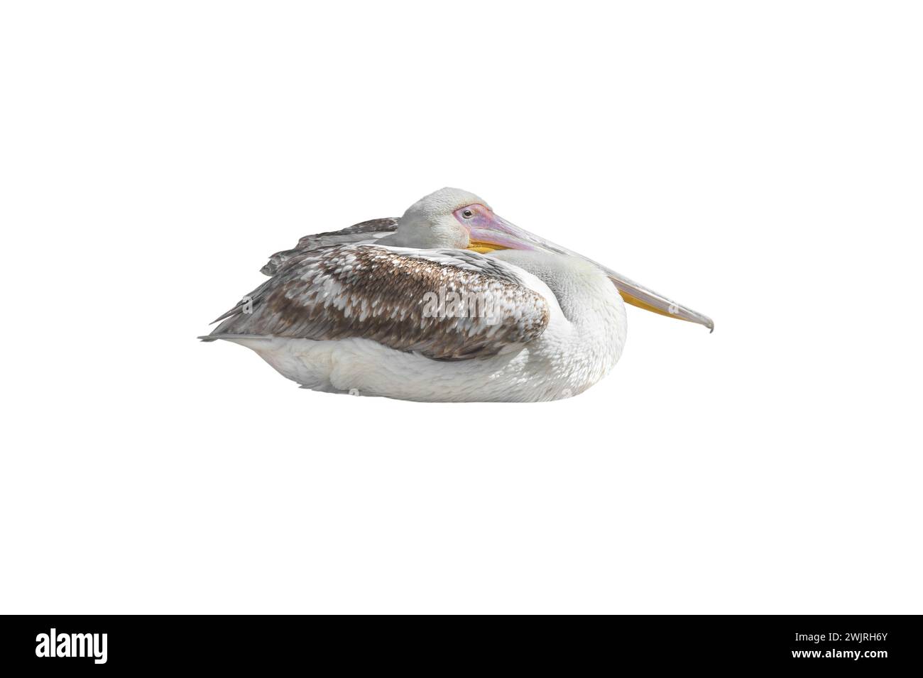 pelican isolato su sfondo bianco Foto Stock